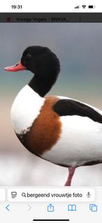 Gezocht vrouwtje, Dieren en Toebehoren, Pluimvee, Eend