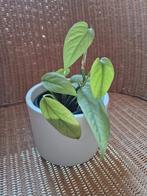 epipremnum Cebu blue, Huis en Inrichting, Kamerplanten, Ophalen of Verzenden
