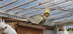 Calopsitte, Dieren en Toebehoren, Vogels | Parkieten en Papegaaien