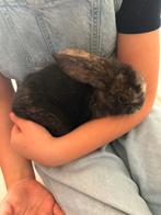 Lief jong mannetjeskonijn –geboren op 7 augustus, Dieren en Toebehoren, Konijnen, Mannelijk, Klein, 0 tot 2 jaar
