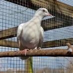 Wit tortelduifje, Dieren en Toebehoren, Mannelijk, Tortelduif