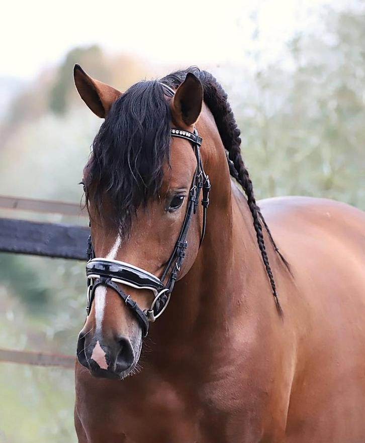 Super gave andalusier, Dieren en Toebehoren, Paarden, Hengst