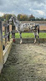poulain de 2ans, Animaux & Accessoires, Chevaux, Moins de 160 cm, Avec puce électronique, 0 à 2 ans, Cheval de récréation