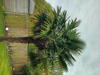 Palmboom, Jardin & Terrasse, Plantes | Arbres, 250 à 400 cm, Plein soleil, Enlèvement, Été