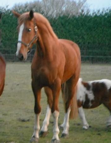 Gratis Paardenmest  beschikbaar voor biedingen