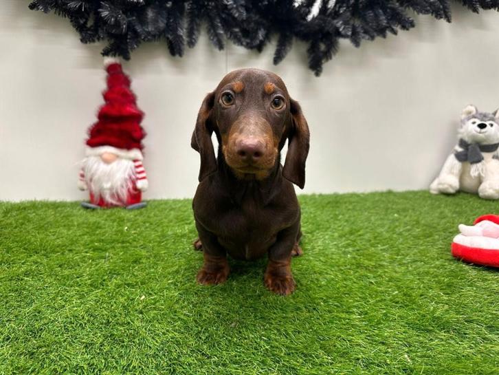 Standaard Teckel pups, Dieren en Toebehoren, Honden | Teckels en Dashonden, Meerdere dieren, Korthaar, Standaard, Fokker | Professioneel