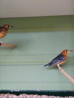 Koppel damalijsters 2025, Dieren en Toebehoren, Vogels | Overige Vogels, Meerdere dieren, Tropenvogel, Geringd