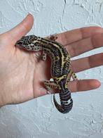 Black night mack snow luipaardgekko vrouw, Dieren en Toebehoren, Reptielen en Amfibieën, Hagedis, Tam, 0 tot 2 jaar