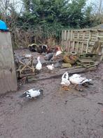 Élevage ou abattage de canards de Barbarie, Animaux & Accessoires, Volatiles