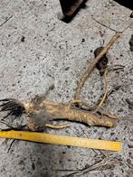 raifort, Enlèvement ou Envoi, Herbes, Été, Pleine ombre