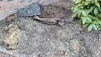 Terre arable à donner - 1 m3, Jardin & Terrasse, Enlèvement
