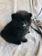 Mini Pomeriaan Reutje mag het nest verlaten, België, Particulier, Keeshond, Reu
