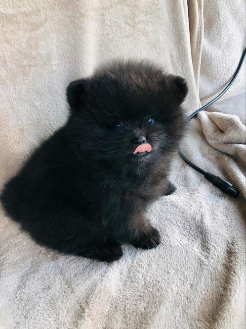 Mini Pomeriaan Reutje mag het nest verlaten, Dieren en Toebehoren, Honden | Poolhonden, Keeshonden en Oertypen, Reu, Keeshond