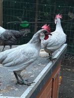 Kippen te koop, Dieren en Toebehoren, Pluimvee