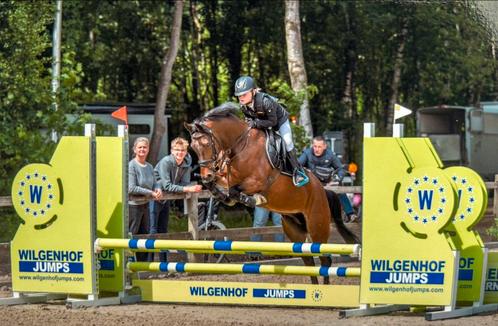 Talentvolle zeer brave C-pony, Dieren en Toebehoren, Pony's, Merrie, L, C pony (1.27m tot 1.37m), Springpony, 7 tot 10 jaar, Met stamboom