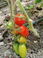 Roma tomaat Rio Grande - 5 zaden - passata en soep, Verzenden, Voorjaar, Zaad
