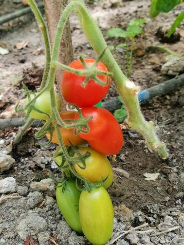 Tomate Roma Rio Grande - 5 graines - sauce passata et soupe disponible aux enchères