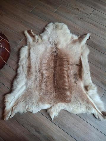 Mooie grote elandvacht 85x117 beschikbaar voor biedingen