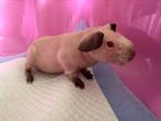 Skinny Cavia beertje HIMALAYAN, Cavia, Augustus, Mannelijk, Tam