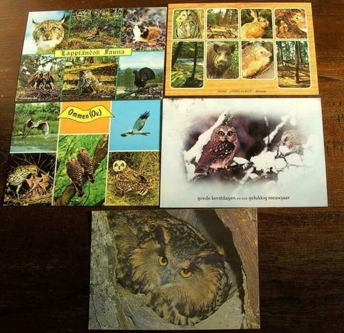 5 Ansichtkaarten uilen, Collections, Cartes postales | Animaux, Affranchie, 1980 à nos jours, Oiseaux, Enlèvement ou Envoi