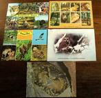 5 Ansichtkaarten uilen, Collections, Cartes postales | Animaux, Affranchie, 1980 à nos jours, Enlèvement ou Envoi, Oiseaux