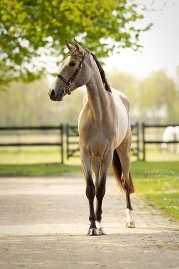 Springgefokte valk kleurige merrie, Dieren en Toebehoren, Merrie, Springpaard, 3 tot 6 jaar, Onbeleerd