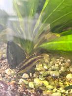 kersenbuik (Pelvicachromis pulcher), Vis