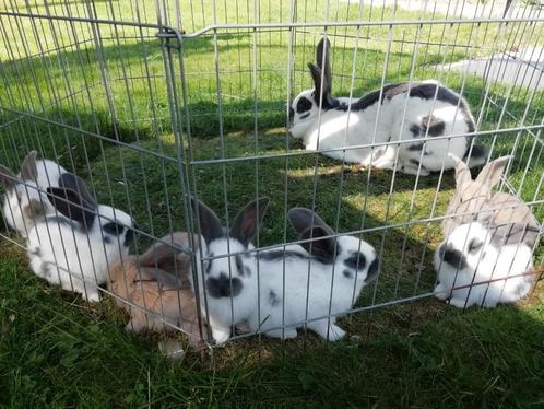 Groot Lotharingers reuzevlinders raszuivere konijnen, Dieren en Toebehoren, Konijnen, Groot