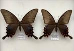 Papilio bianor vlinders, vrouwelijk, Laos