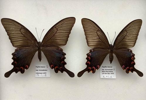 Papilio bianor vlinders, vrouwelijk, Laos, Animaux & Accessoires, Insectes & Araignées