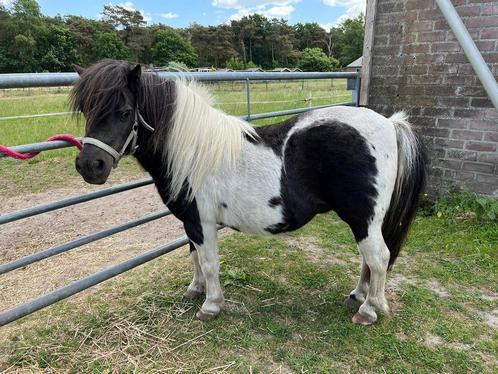 Top brave bonte nsps stamboek merrie, Dieren en Toebehoren, Paarden en Pony's | Dekhengsten en Fokmerries, Merrie