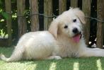 Prachtige Golden retriever pups, Golden retriever, België, CDV (hondenziekte), 8 tot 15 weken