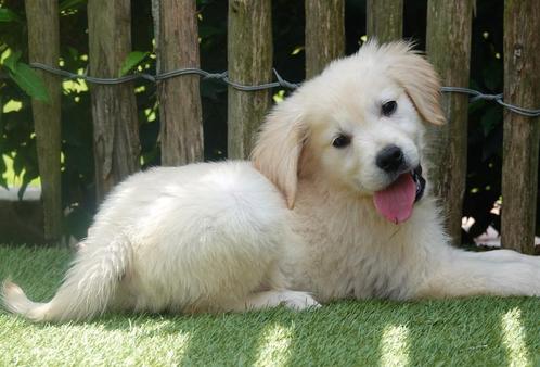 Prachtige Golden retriever pups, Dieren en Toebehoren, Honden | Retrievers, Spaniëls en Waterhonden, Meerdere dieren, Golden retriever