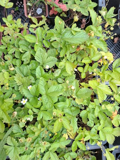 witte bosaardbei, Tuin en Terras, Planten | Tuinplanten, Ophalen