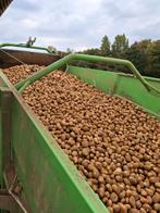 Aardappel bintje, Ophalen