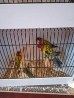 rosella parkiet., Mannelijk, Parkiet, Geringd