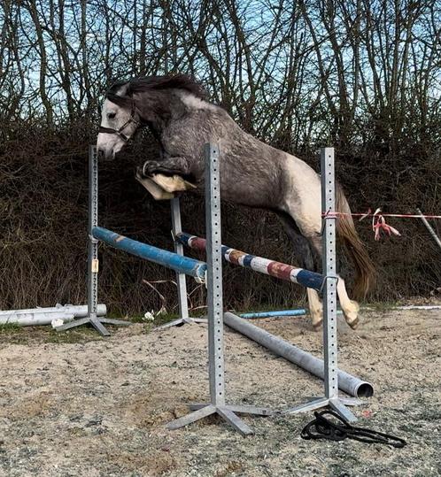 3j pony hengst, Dieren en Toebehoren, Pony's, Hengst