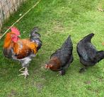 Broedeitjes, Dieren en Toebehoren, Pluimvee