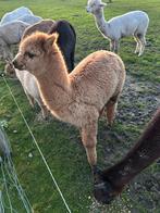 Alpaca hengst van deze zomer., Dieren en Toebehoren, Overige Dieren, Mannelijk