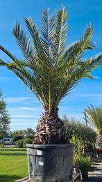 Phoenix Canariensis - dadelpalm, Ophalen