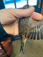 Kruisingen kneu x kanarie, Mannelijk, Wildzangvogel, Geringd