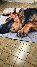 Donsovertrek met twee kussenslopen 180x210 Duitse herder, Enlèvement, Neuf