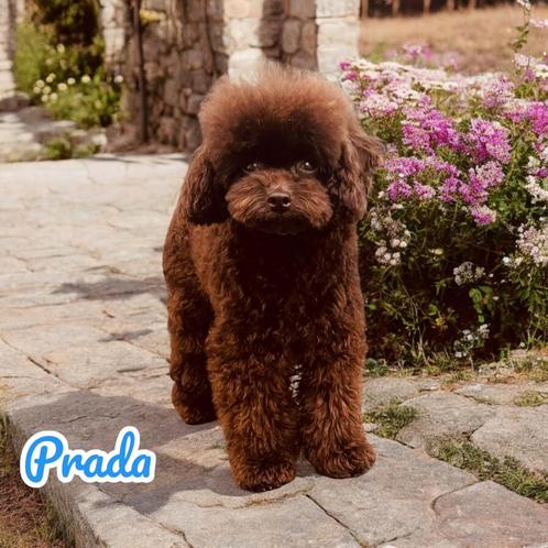 Toy poedel dekreu | 26cm | choco | FCI | volledig getest, Dieren en Toebehoren, Honden | Dekreuen, Reu, Fokker | Hobbymatig, Eén hond