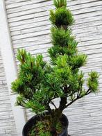 startplant bonsai Hamamelis Interm. Arnold, Bloeit niet, Overige soorten, Minder dan 100 cm, Ophalen