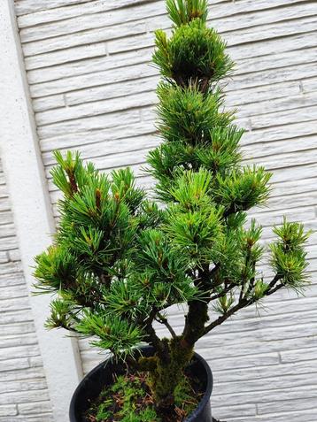 startplant bonsai Hamamelis Interm. Arnold  beschikbaar voor biedingen