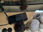 2 schildpadjes (gereserveerd), Animaux & Accessoires, Reptiles & Amphibiens