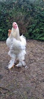 Mooie grote brahma haan