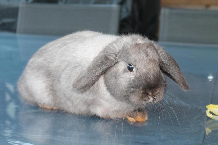 Konijn, Dieren en Toebehoren, Konijnen, Mannelijk, Hangoor