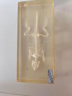 Vintage reptielskelet in hars – educatief object, Antiek en Kunst, Ophalen of Verzenden