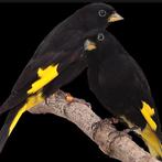 Zwarte sijzen, Dieren en Toebehoren, Geringd